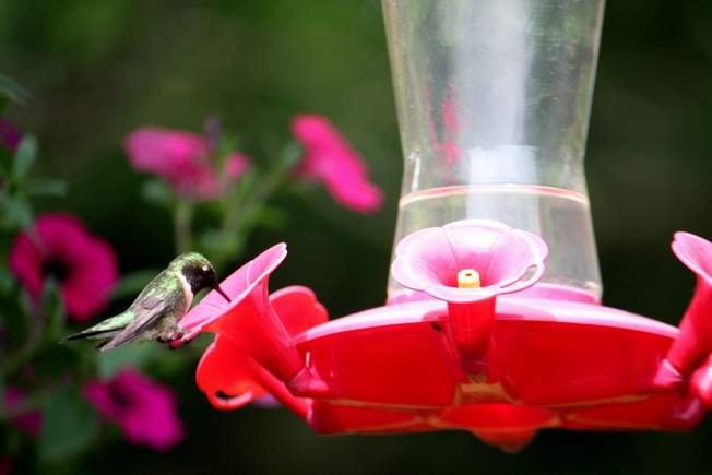 Hummingbird Feeding/ And Feeder Maintenance