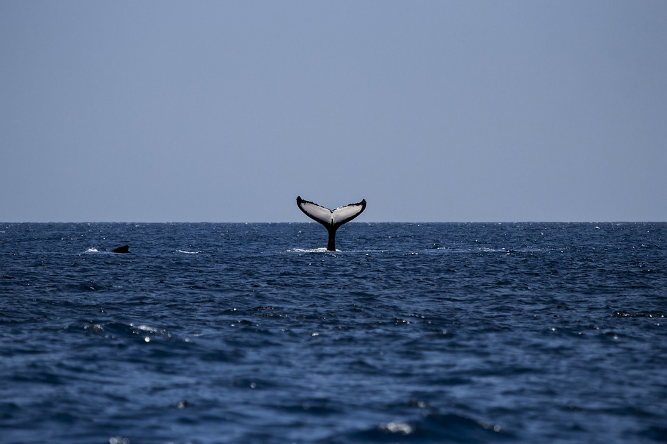 Venturing Spots in Sydney for Whale Watching
