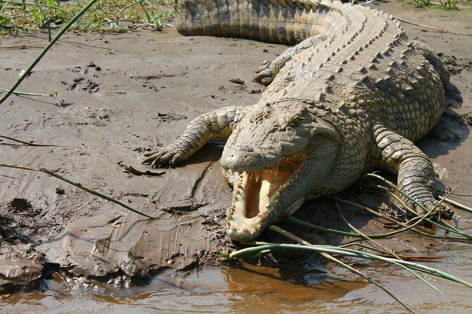 Why Are Nile Crocodiles Invading Florida