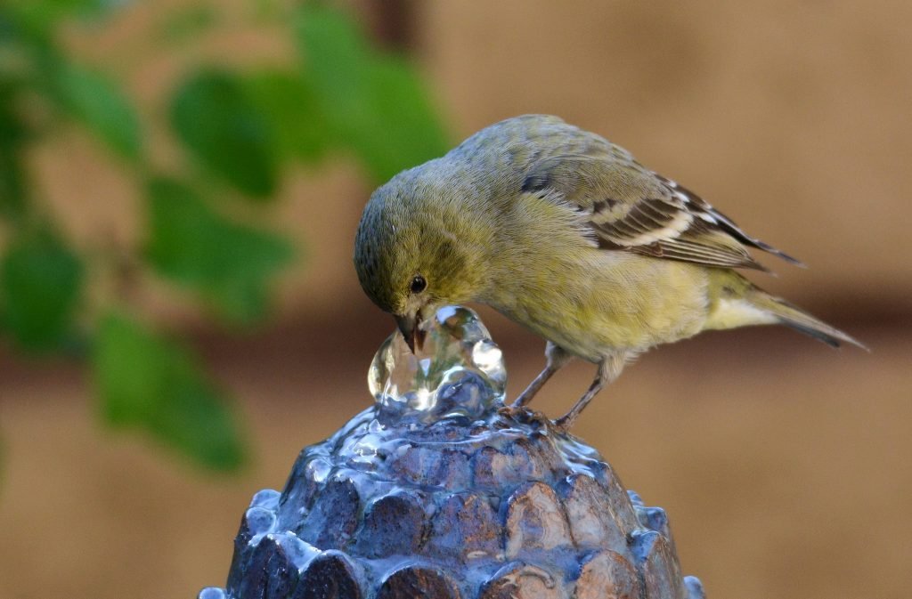8 Ways to Make Your Home Bird-Friendly
