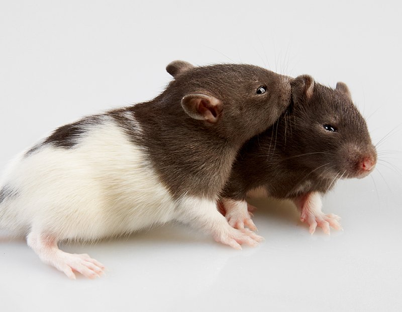 Can-Male-And-Female-Rats-Live.jpg