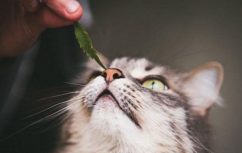 Use of CBD in Cat Cancer Treatment